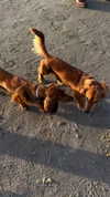 roni_ackerman Altpins Profile Picture