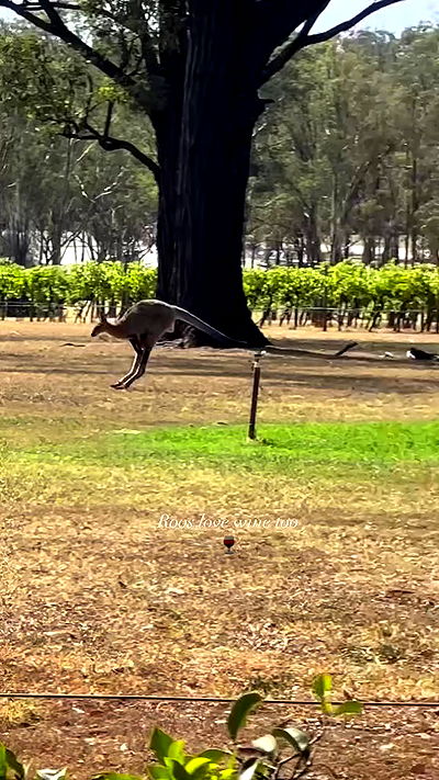 taylor.creeden taylor.creeden archive video