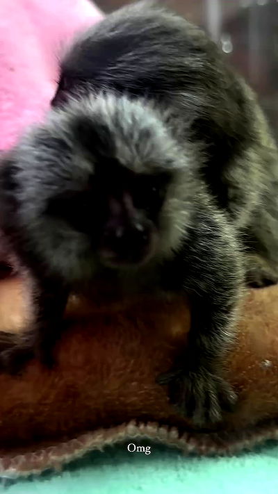 taylor.creeden taylor.creeden archive video