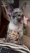 rott3nbambi Altpins Profile Picture