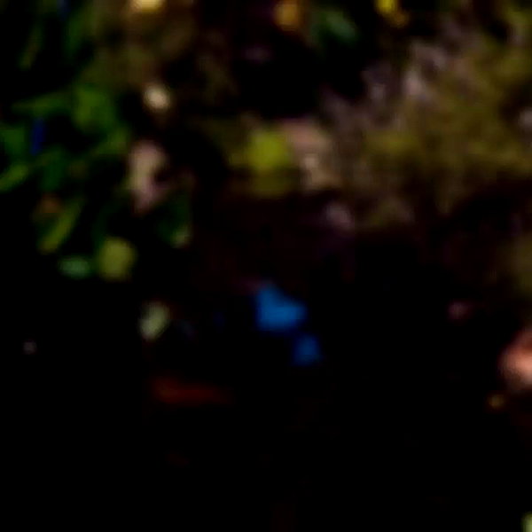 barzomer archive video preview