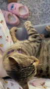 shanidahan7 Altpins Profile Picture
