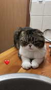 sonia_litvanchuk Altpins Profile Picture