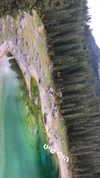 nicole.shpo Altpins Profile Picture