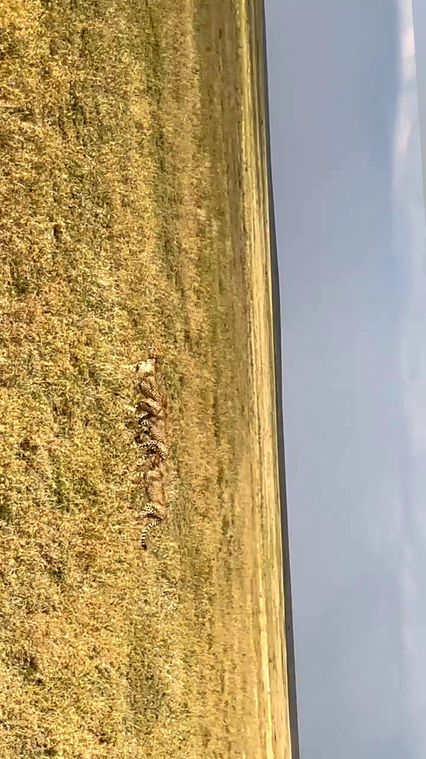 maori_cohen archive video preview
