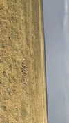 maori_cohen Altpins Profile Picture