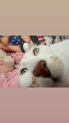 noale7777 Altpins Profile Picture