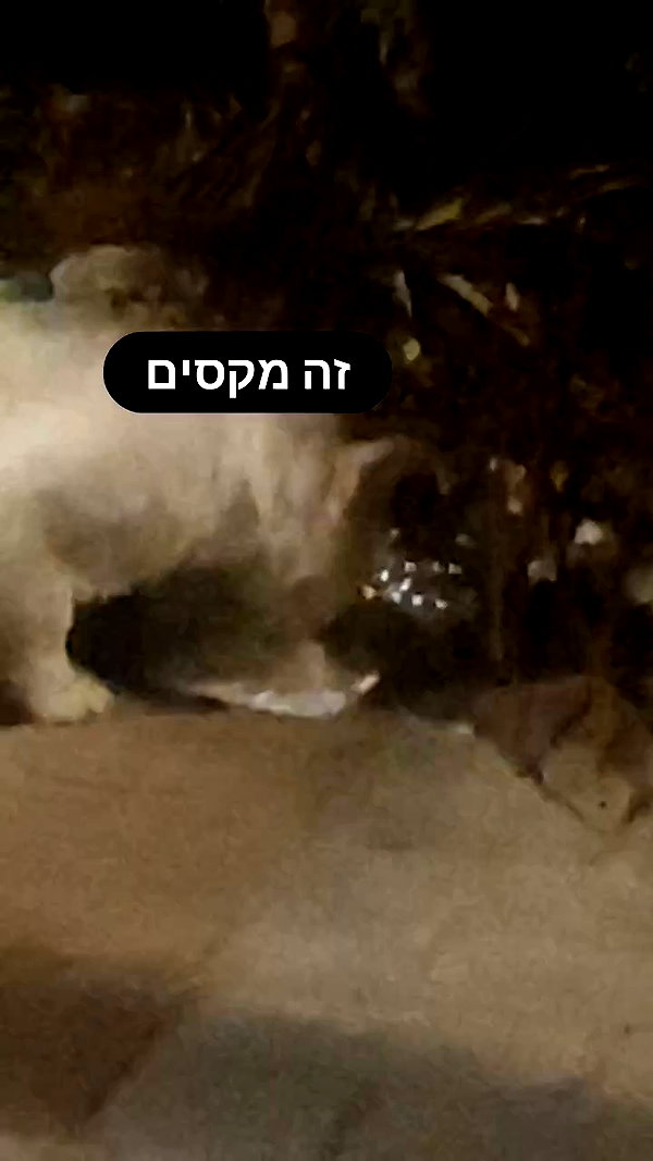 eitan.420 archive video preview
