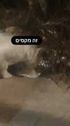 eitan.420 Altpins Profile Picture