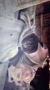 angel699k Altpins Profile Picture