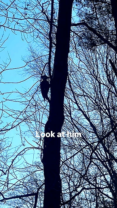 zoxmbiex zoxmbiex archive video