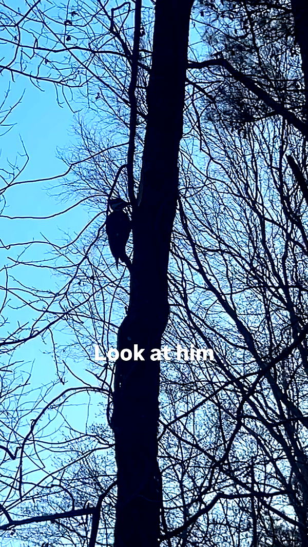 zoxmbiex archive video preview