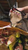 darkstar_mia Altpins Profile Picture