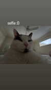 livindeadyaz Altpins Profile Picture