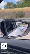 simp_for_cats_ Altpins Profile Picture