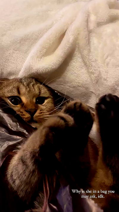 taylor.creeden taylor.creeden archive video