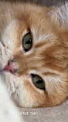 itsilanosh Altpins Profile Picture