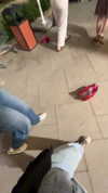 dante_yangpa Altpins Profile Picture