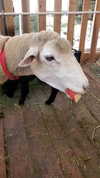 muze Altpins Profile Picture