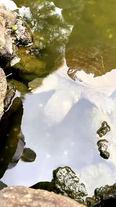 silkton silkton archive video