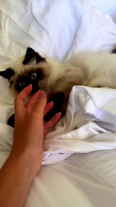 taylor.creeden taylor.creeden archive video