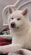 kriskaik Altpins Profile Picture