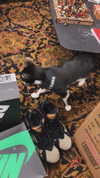 ange1icuh Altpins Profile Picture