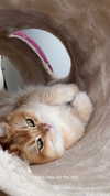 itsilanosh Altpins Profile Picture