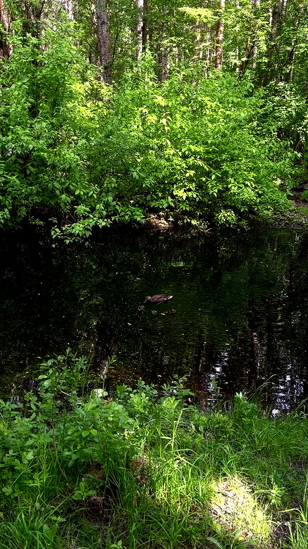 leanxhrt archive video preview