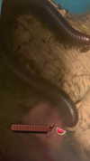 butter.on.a.poptart69 Altpins Profile Picture