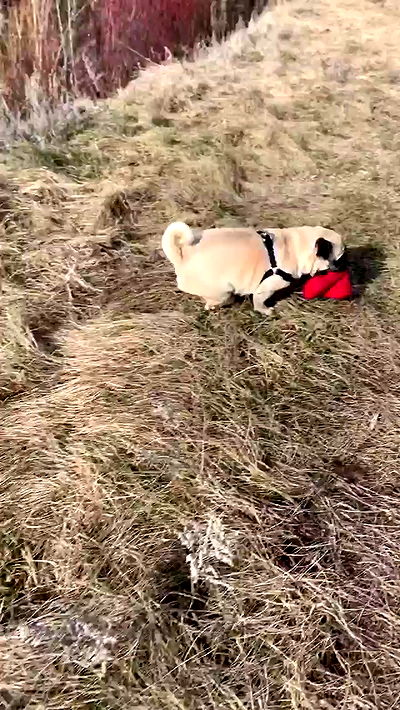 nyityam nyityam archive video