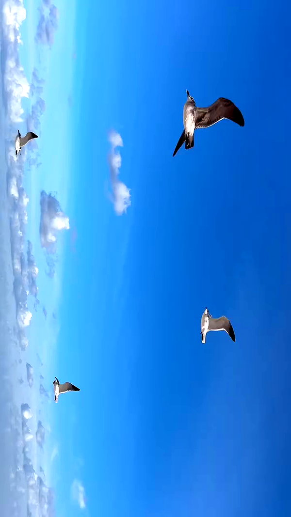 michalcohen___ archive video preview