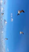 michalcohen___ Altpins Profile Picture