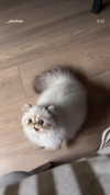 mirekyarahire Altpins Profile Picture