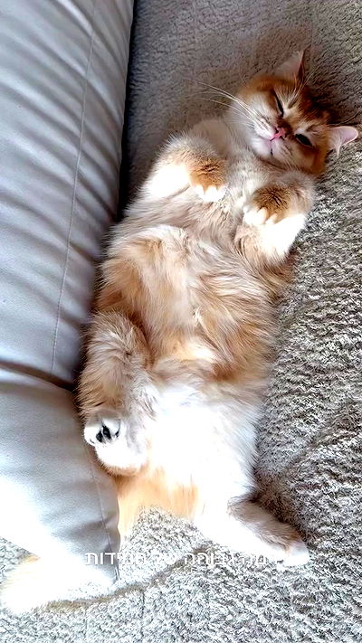 itsilanosh itsilanosh archive video