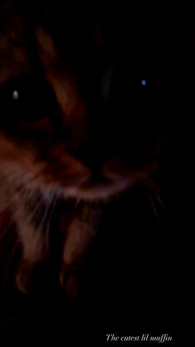 taylor.creeden taylor.creeden archive video