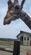 olivia.bolgerr Altpins Profile Picture
