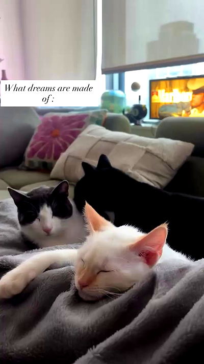 tatum.ricee tatum.ricee archive video