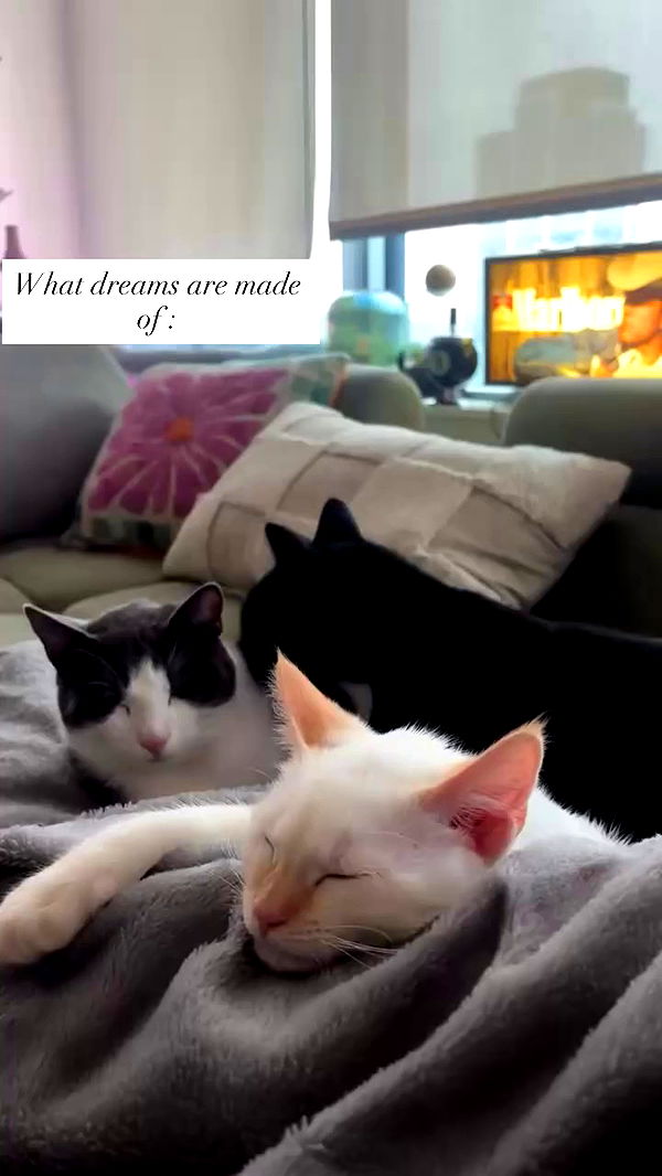 tatum.ricee archive video preview