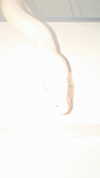 curlyfriesjazz Altpins Profile Picture