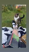 jahia_brown Altpins Profile Picture