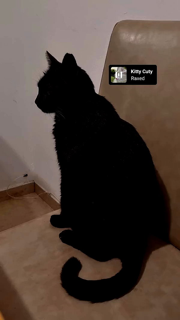 shayli_or archive video preview