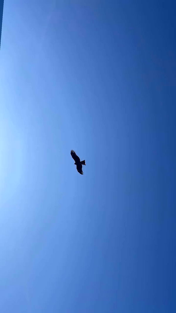 tamagotkri archive video preview