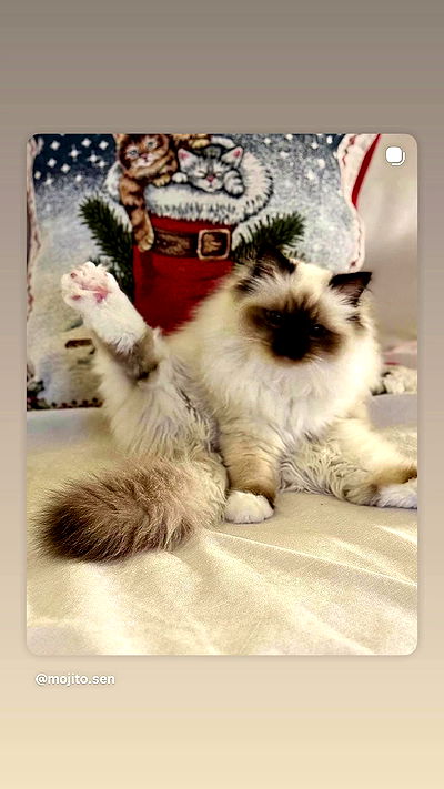 kasumi_sen kasumi_sen archive video