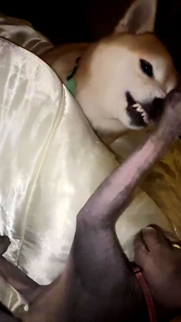 zommmbri archive video preview