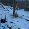jahia_brown Altpins Profile Picture