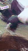 venecatattoo Altpins Profile Picture