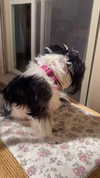 babynympho_archive Altpins Profile Picture