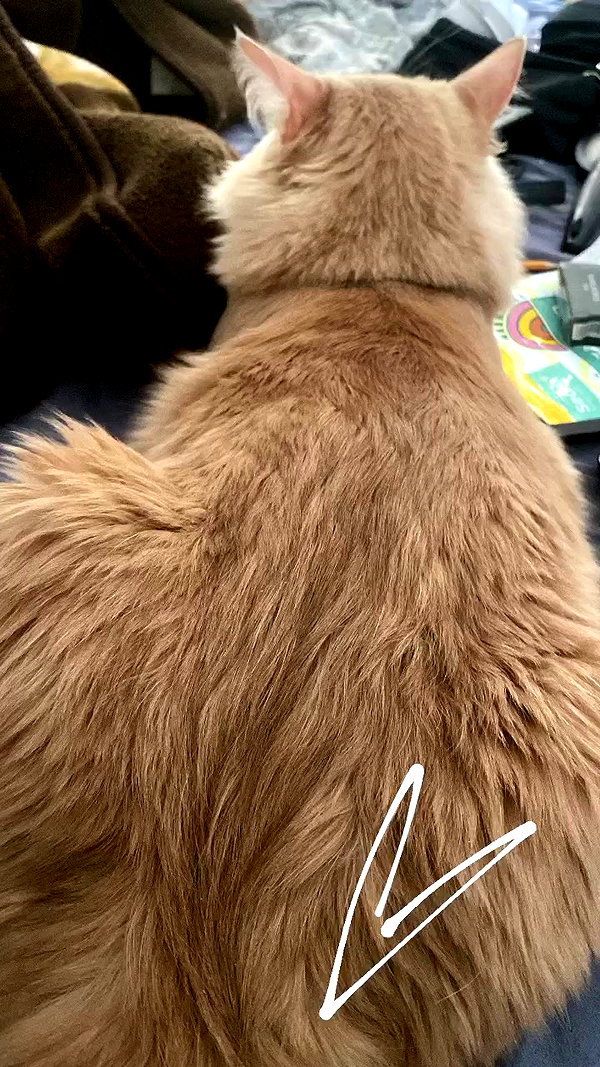 simp_for_cats_ archive video preview