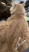 simp_for_cats_ Altpins Profile Picture